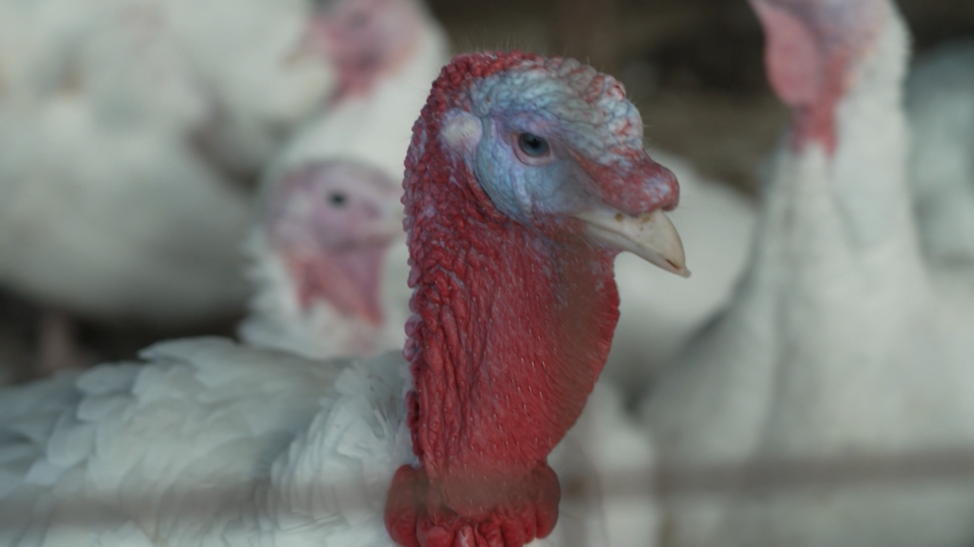 Avian Flu, Diesel Costs Push Holiday Meal Prices Higher 