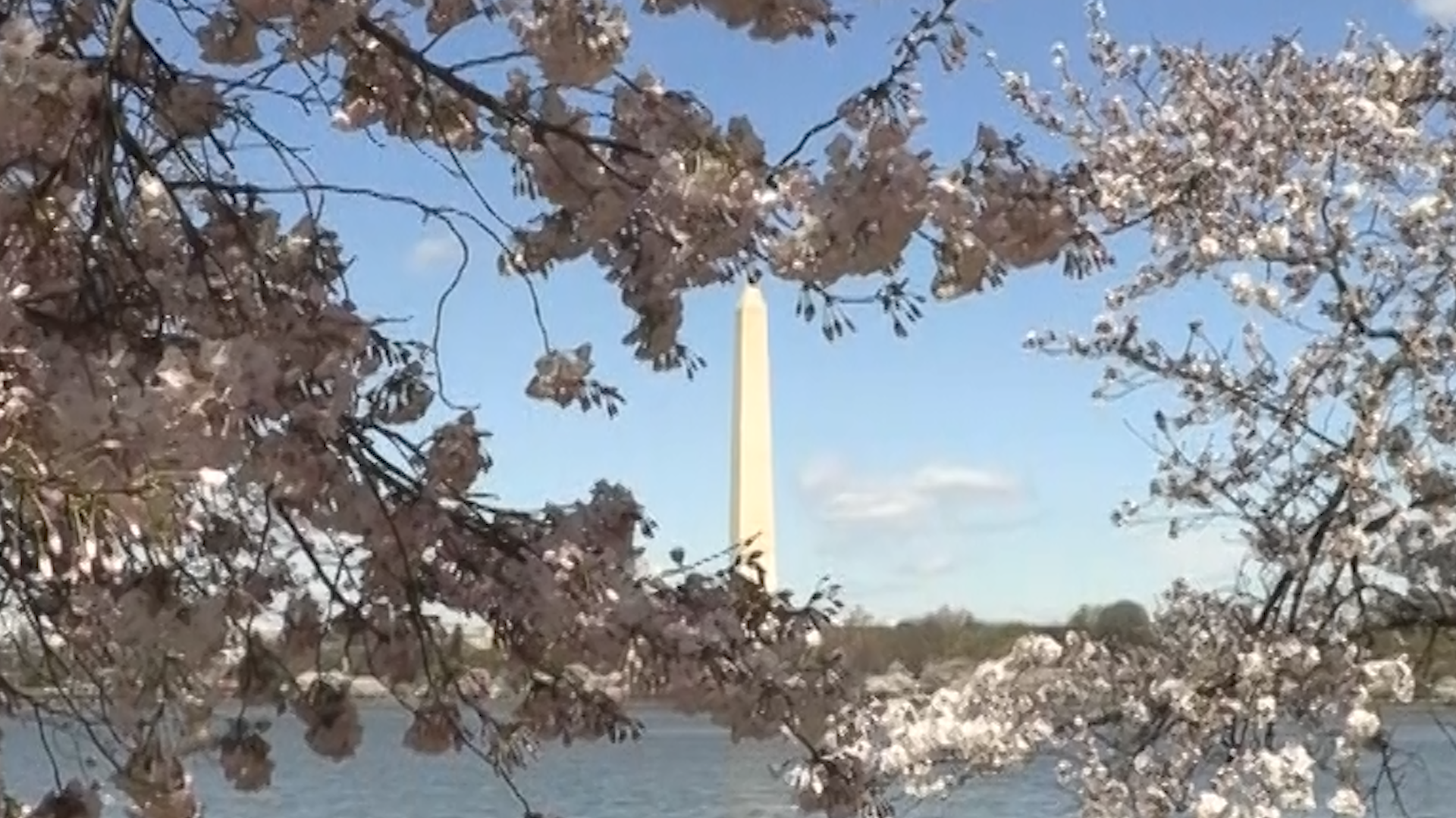 Peak Bloom for DC Cherry Trees, Including Hundreds of New Additions